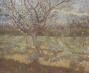 Vincent Van Gogh Apricot Trees in Blossom (nn04) Sweden oil painting reproduction